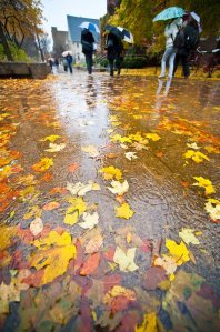 Rainy_autumn_libmall09_1643